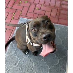 Photo of Luna, adoptable Terrier (Unknown Type, Medium) in Doral, Florida