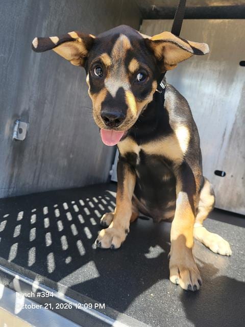 Photo of Crackerjack, adoptable Rottweiler in San Antonio, Texas