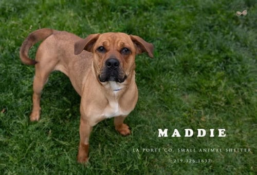 Photo of Maddie, adoptable Mastiff in La Porte, Indiana