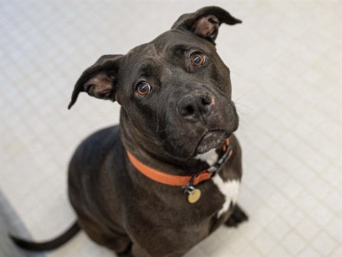 Photo of Zoey Zoe Zoe, adoptable Pit Bull Terrier in Denver, Colorado