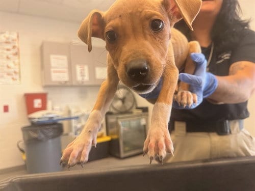 Photo of Cynthia, adoptable American Pit Bull Terrier in Mesa, Arizona