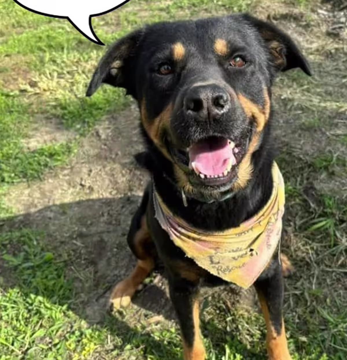 Photo of Charlie, adoptable Rottweiler/Mixed Breed (Medium) in Miami, Florida