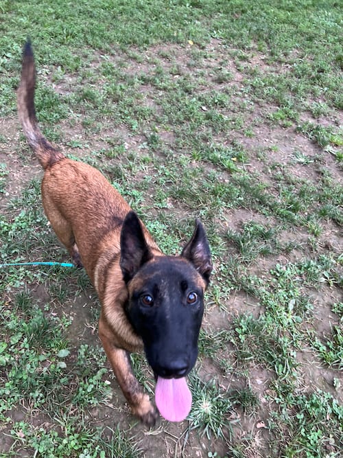 Photo of Pepper Potts - PA, adoptable Belgian Shepherd Malinois in Amherst Junction, Wisconsin