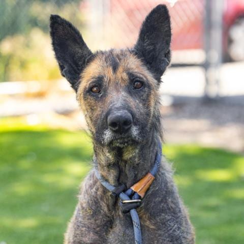 Photo of Cora, adoptable German Shepherd Dog in Camarillo, California
