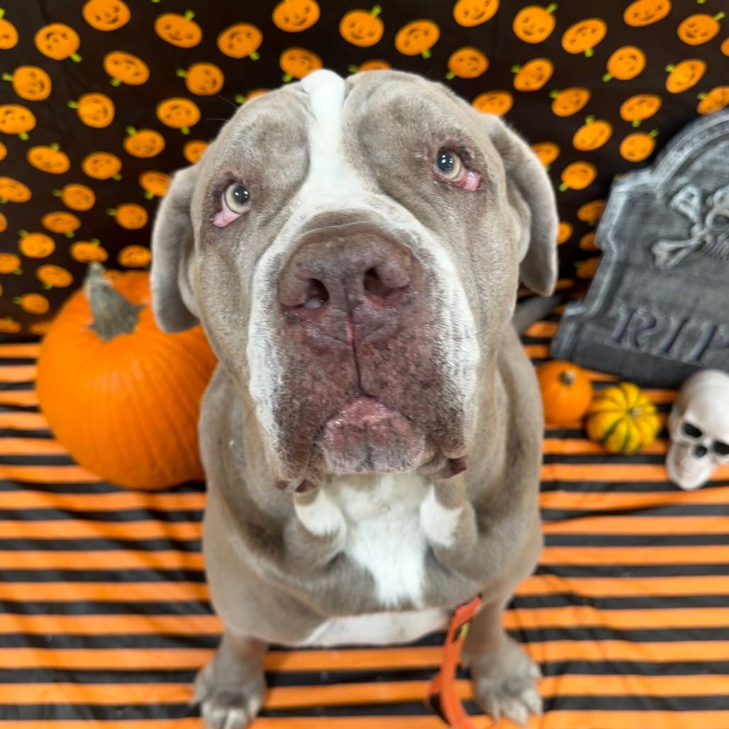 Photo of Doc Jiggles, adoptable Mastiff, Neapolitan / Mix in Kanab, Utah