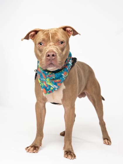 Photo of Skeller, adoptable dog in Atlanta, Georgia