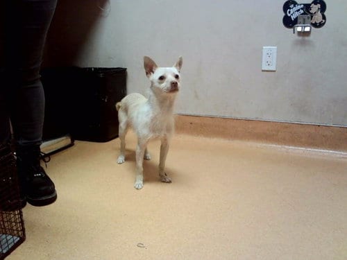 Photo of Halibut, adoptable Terrier in Martinez, California