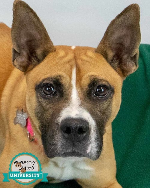 Photo of Adina, adoptable Terrier in Kennesaw, Georgia