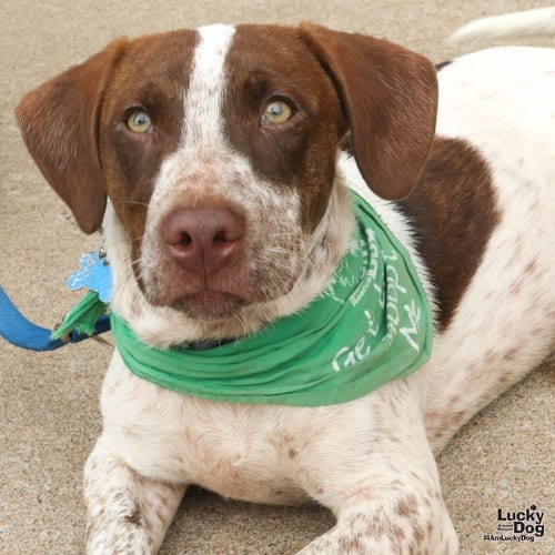 Photo of Lasagna, adoptable Pointer in Washington, District of Columbia