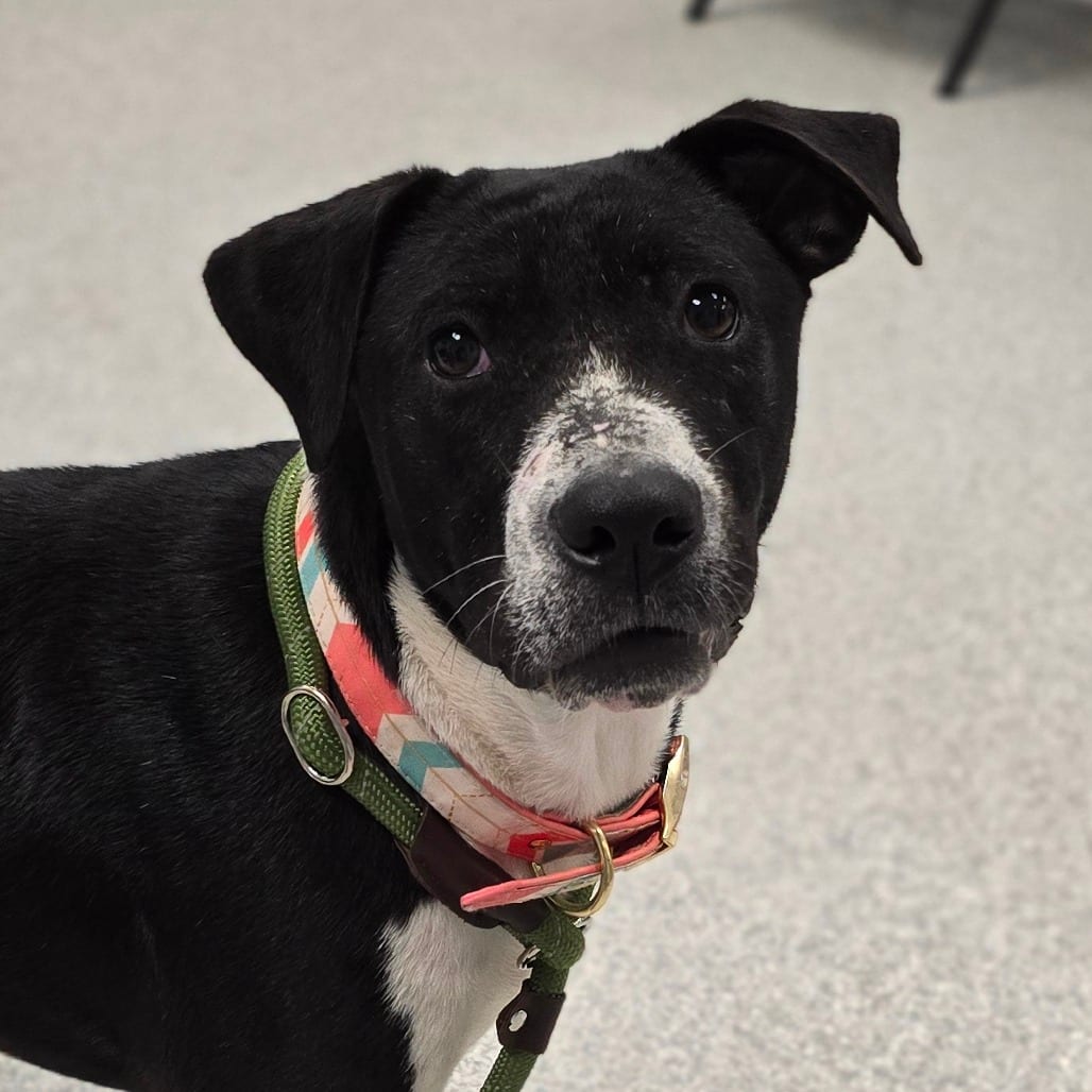 Photo of Remy, adoptable Hound / Mix in East Hanover, New Jersey