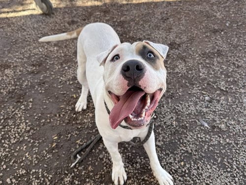 Photo of Storm, adoptable American Bulldog in Phoenix, Arizona