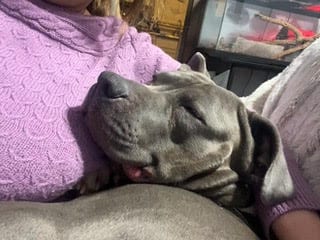 Photo of Blue, adoptable Pit Bull Terrier in Belleville, Michigan