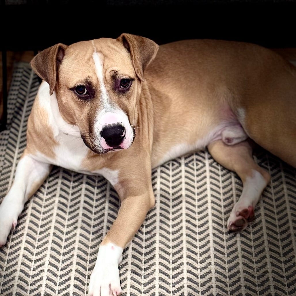 Photo of Alvin D71321, adoptable Coonhound / Beagle in Minnesota, Minnesota
