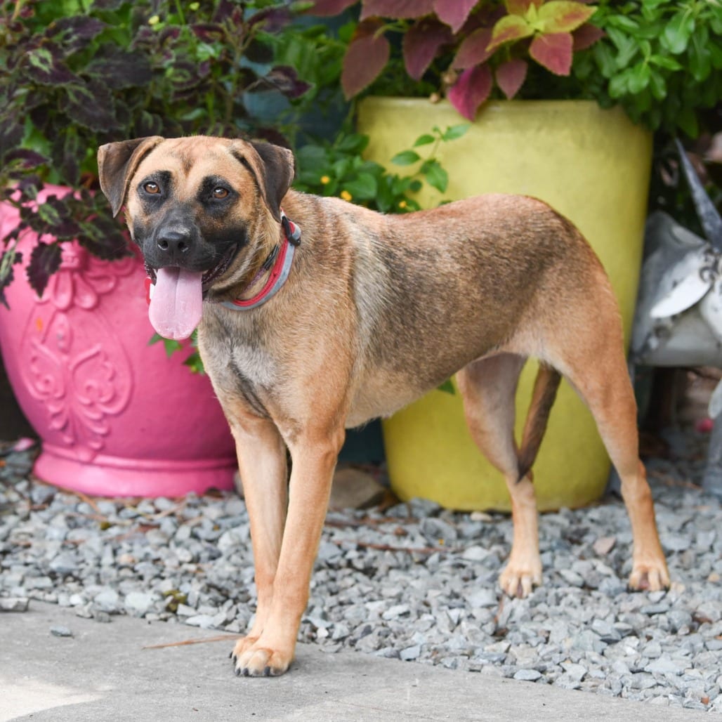 Photo of Eden, adoptable Hound in Wake Forest, North Carolina
