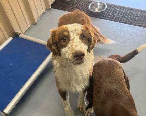 Photo of Sponsor Or, adoptable Australian Shepherd in Grafton, Wisconsin