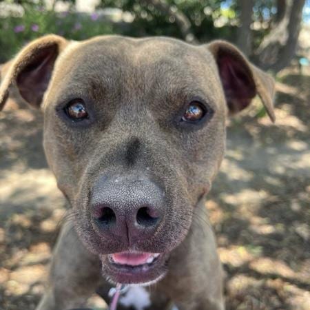 Photo of Romeo, adoptable Pit Bull Terrier in Lompoc, California