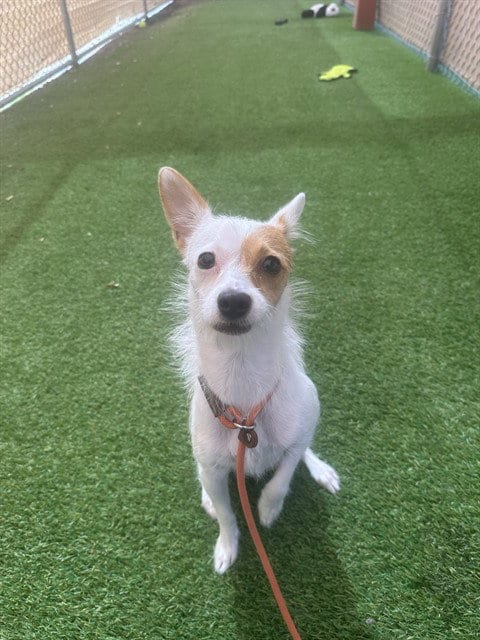 Photo of Auntie Em, adoptable Chihuahua in Phoenix, Arizona