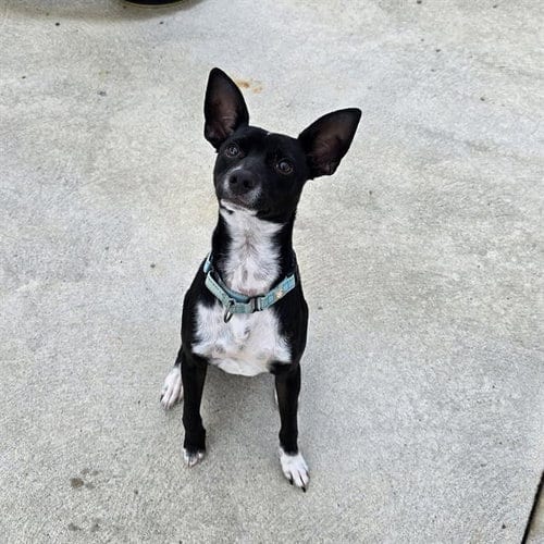 Photo of Dandy, adoptable Chihuahua in Center Township, Pennsylvania