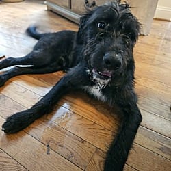 Photo of Six Seven, adoptable Wirehaired Pointing Griffon in Walkersville, Maryland