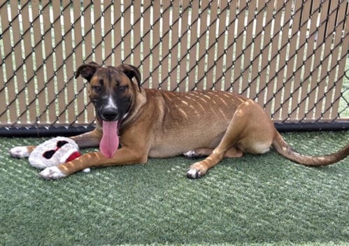 Photo of Whiskey, adoptable German Shepherd Dog in Norco, California