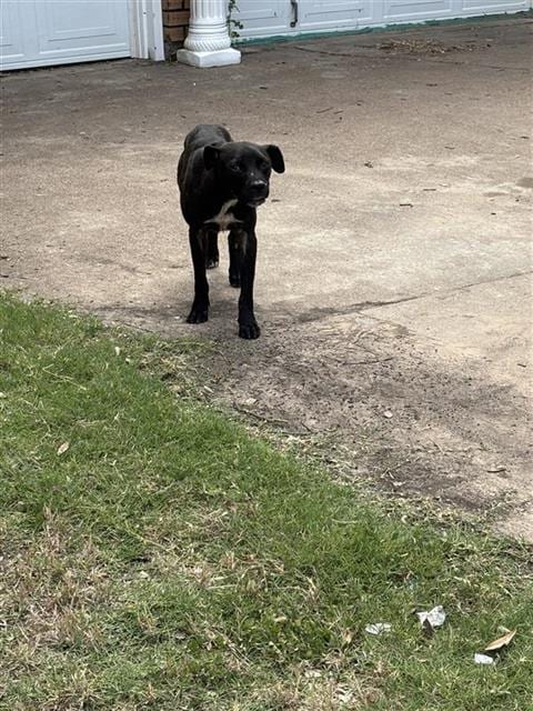 Photo of Theoden, adoptable Pit Bull Terrier in Waco, Texas