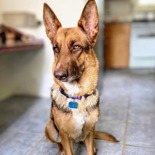 Photo of Queen Bee, adoptable German Shepherd Dog in Oakland, California
