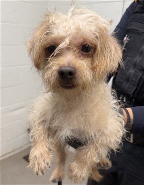 Photo of Jack-O-Lantern, adoptable Maltese in San Bernardino, California