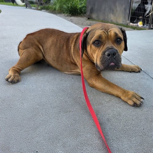 Photo of Honeydew, adoptable Bulldog in Long Beach, California