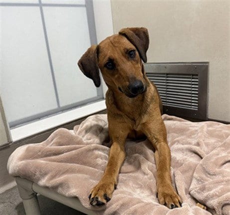 Photo of Gemma, adoptable Black Mouth Cur in Berkeley, California