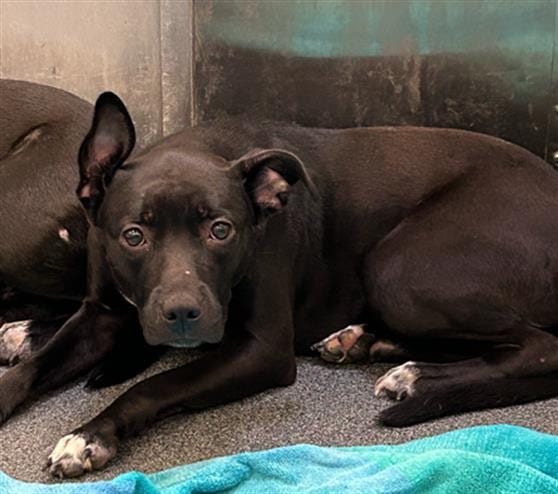 Photo of Susan, adoptable Mixed Breed