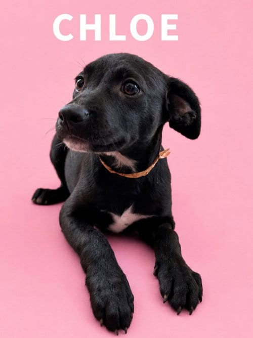 Photo of Chloe, adoptable Labrador Retriever in Rutherfordton, North Carolina