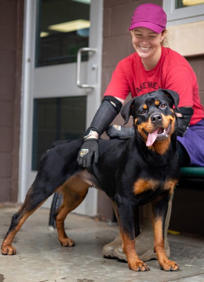 Photo of Alyssa, adoptable dog in Chamblee, Georgia