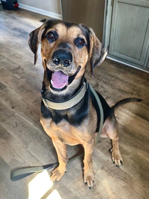 Photo of Chip, adoptable German Shepherd Dog in Holly Springs, North Carolina
