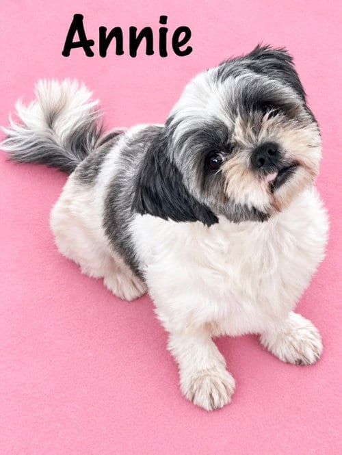 Photo of Annie, adoptable Shih Tzu in Pipe Creek, Texas