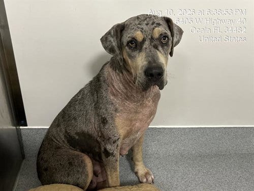 Photo of Kiba, adoptable Catahoula Leopard Dog in Ocala, Florida
