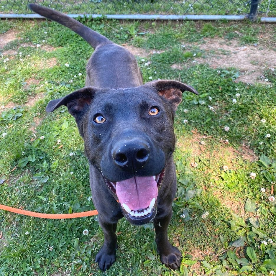 Photo of Pyro, adoptable Mixed Breed (Small) in Chattanooga, Tennessee