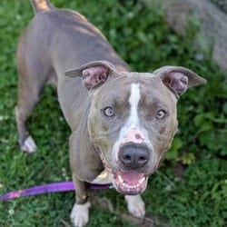 Photo of Violet, adoptable Terrier (Unknown Type, Medium) in Syracuse, New York