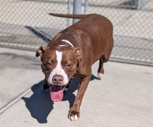 Photo of Coco, adoptable American Pit Bull Terrier in Denver, Colorado
