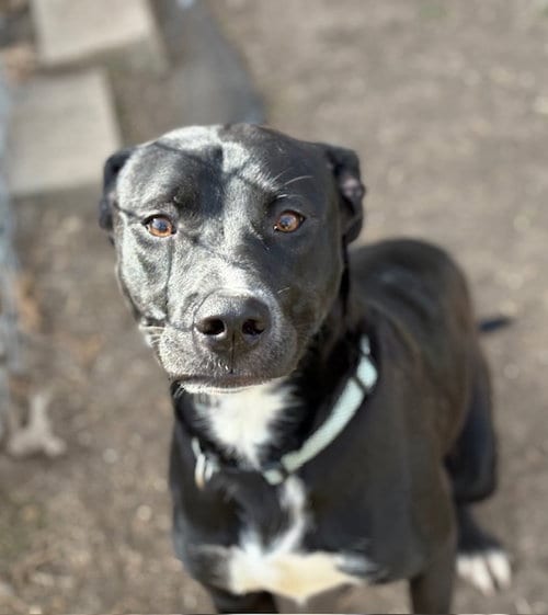 Photo of Wadsworth, adoptable Labrador Retriever in Tulsa, Oklahoma