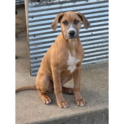 Photo of Ruby, adoptable Redbone Coonhound Black Mouth Cur in Melbourne, Arkansas