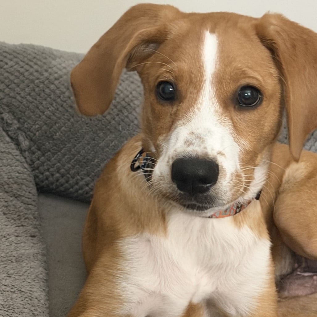 Photo of Dewey, adoptable Retriever, Golden / Poodle in Maryland, Maryland