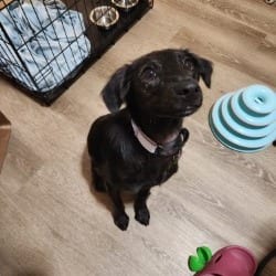 Photo of Daisy, adoptable Terrier, American Staffordshire / Mix in San Antonio, Texas