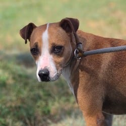 Photo of Cashew JuM, adoptable Basenji Jack Russell Terrier in Hartford, Connecticut