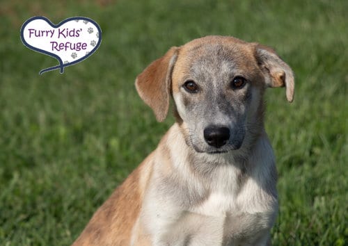 Photo of Libby, adoptable Shepherd in Lee's Summit, Missouri