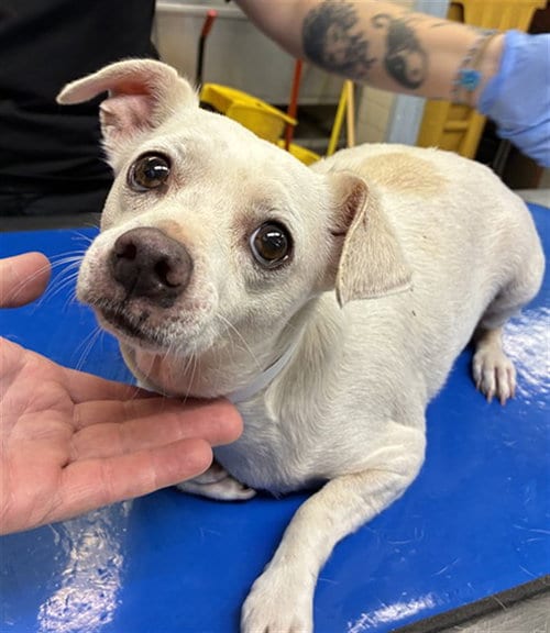 Photo of Fernanda, adoptable Chihuahua in Phoenix, Arizona
