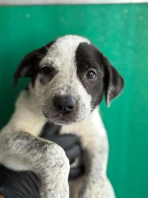 Photo of Leigh, adoptable Queensland Heeler in Visalia, California