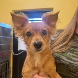 Photo of Karma 5078, adoptable Terrier (Unknown Type, Medium) in Loxahatchee, Florida