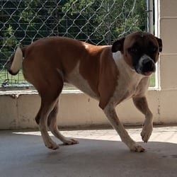 Photo of Zachary 1081, adoptable Mixed Breed (Medium) in Loxahatchee, Florida