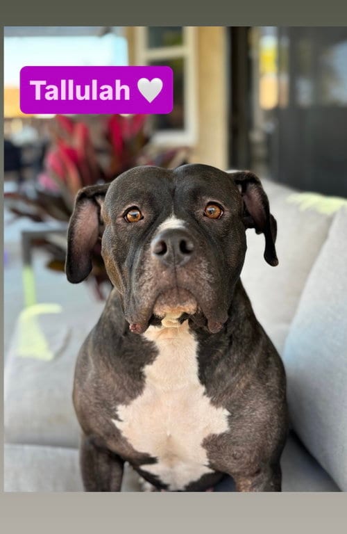 Photo of Tallulah, adoptable American Staffordshire Terrier in San Diego, California