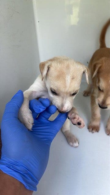 Photo of A661729, adoptable Labrador Retriever in Houston, Texas